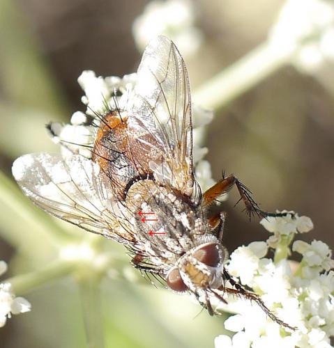 Linnaemya vulpina